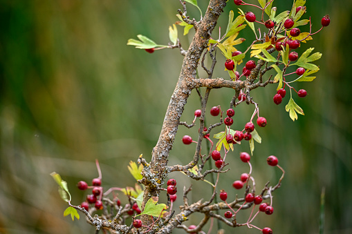 Crataegus monogyna - Arbusto y frutos del majuelo. Espino, frutos silvestres