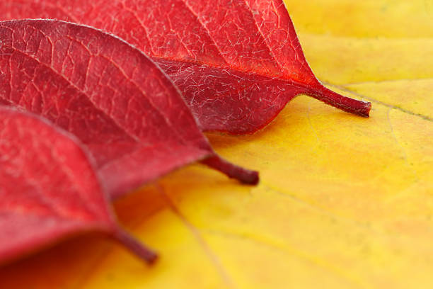 Autumn leafs stock photo