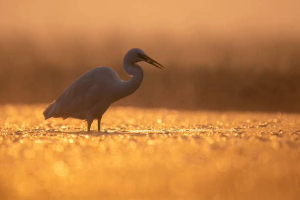 istock Great Egrets in Misty morning 1448007317