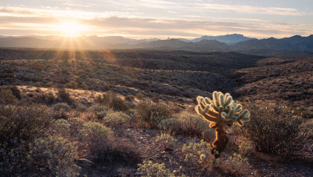 istock Sun rising over sonoran desert valley with cholla cactus in foreground 1448007431
