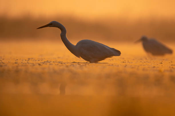 istock Great Egrets in Misty morning 1448007486