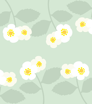 Vector seamless pattern with strawberry flowers. Pattern with cute white strawberry .