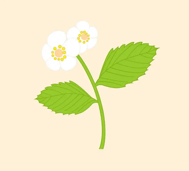 Vector illustration of Wild strawberry bush. Two white flowers. Hand-drawn vector, flat style.