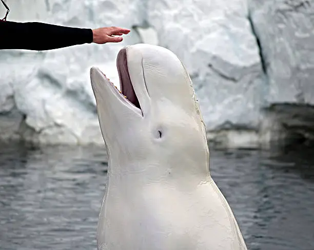 A beluga whale spyhops out of the water to touch her trainer's outstretched hand   
