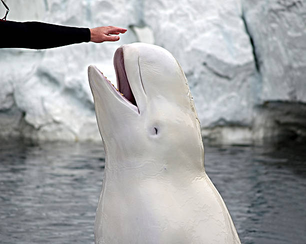 beluga whale - animals in captivity stok fotoğraflar ve resimler