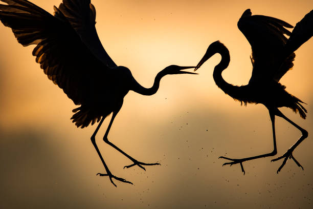istock silhouette image of Great Egrets fight 1448008621