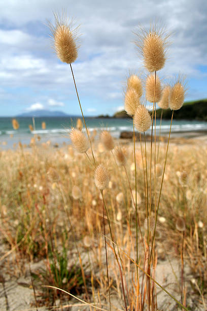 New Zealand Coastal scene stock photo