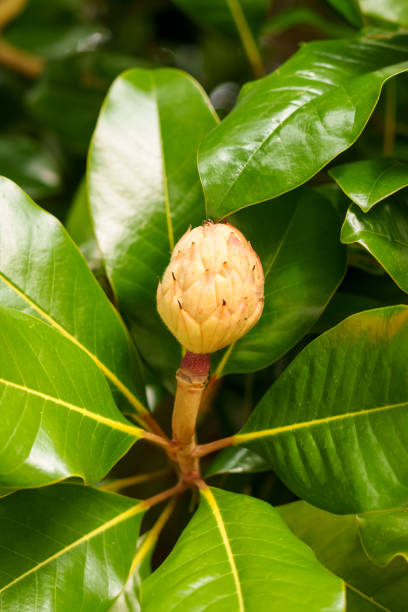 istock Growing Magnolia tree fruit with succulent green leaves 1448010072