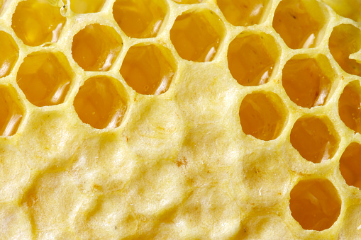 A DSLR close-up photo of honeycomb filled with honey. Space for copy.