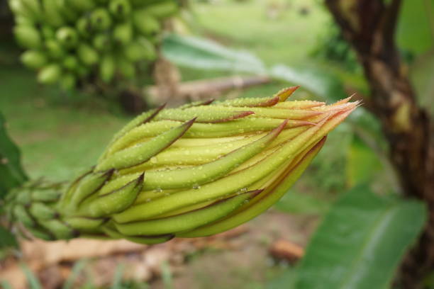 istock dragon fruit flower buds that are almost blooming 1448010121