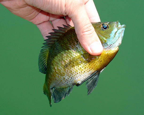 panfish stock photo