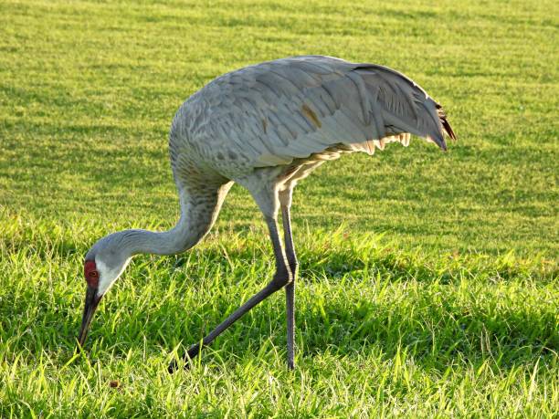 istock Sandhill Crane (Grus Canadensis) - foraging in a soccer field 1448012323