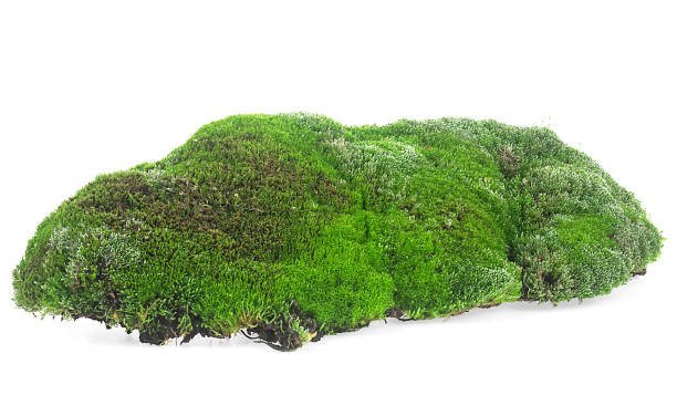 istock Green mossy hill isolated on a white background. Wet green moss. 1448012423