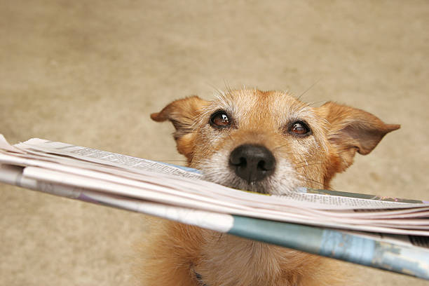 Dog with the daily newspaper stock photo