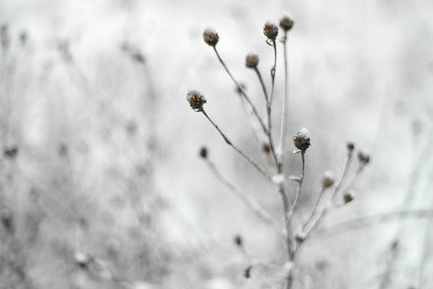 Dry winter grass covered by snow, limited focus, smooth background