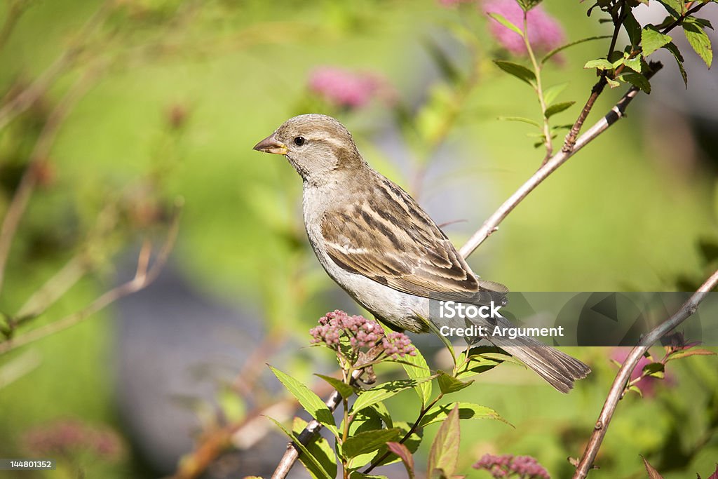 Passero su un ramo - Foto stock royalty-free di Ala di animale