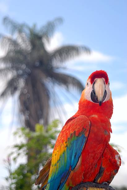 Red Parrot stock photo