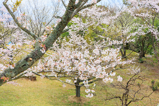 Wild cherry blossoms seen from the most famous observatory in Saga Prefecture