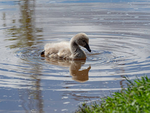 istock Cute baby swan on water 1448013635