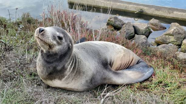 istock Sea lion on the ground 1448013717
