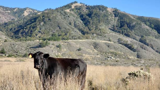 Cow and mountains Cow mountain famous place livestock herd stock pictures, royalty-free photos & images