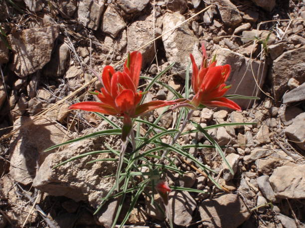 flores del desierto rojo - single flower flower desert new mexico fotografías e imágenes de stock