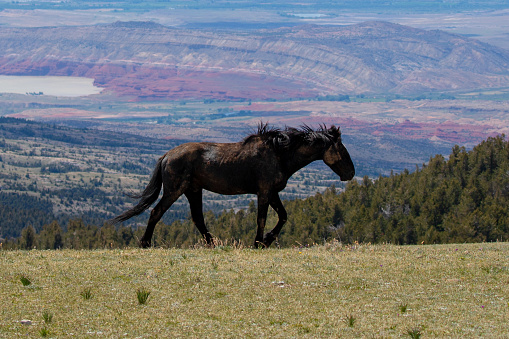 Black stallion wild horse walking on mountain ridge above a painted canyon in the western United States