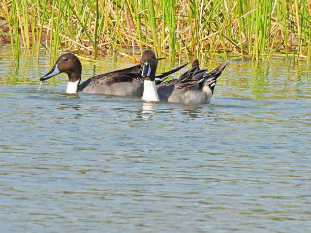 istock Northern Pintails (Anas acuta) - swimming in a lake 1448015635