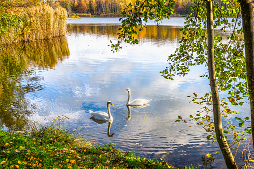 Couple of white swans on pond in autumn park, Poland