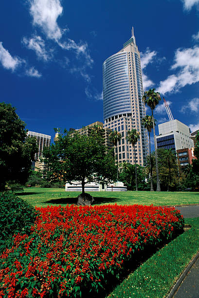istock Sydney skyline from the park 144801686