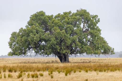 Lush tree on Australian farm in dry grass with lower branches eaten by cattle