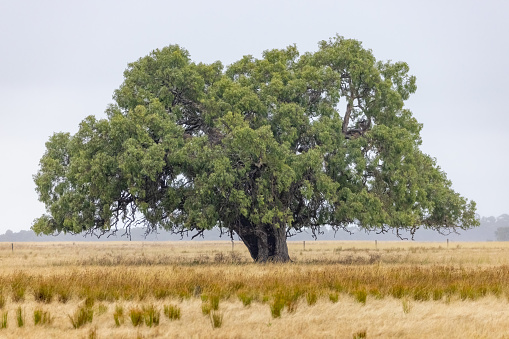 The oak tree is located in Hampton Virginia, outside the Hampton University campus. In 1863 it was under this tree that Lincoln's Emancipation Proclamation was read to the black community. The tree was later named Emancipation Oak.