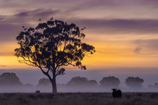 Foggy dawn on Australian cattle farm with cows and warm sunrise colours