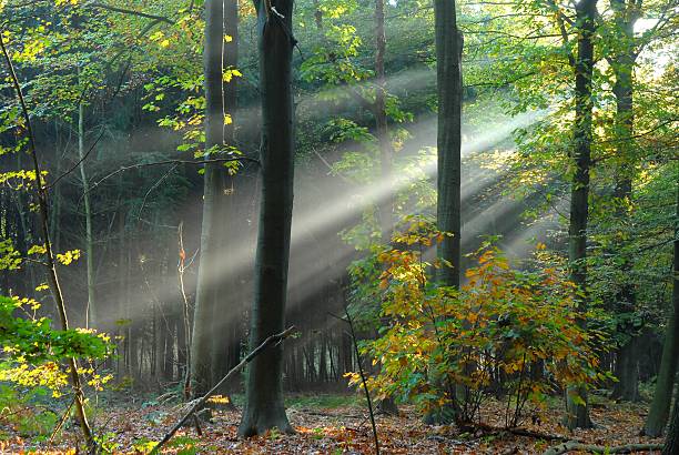 Beams of light pour through the trees stock photo