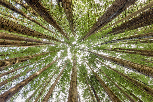 Wide view of tall Sequoia California Redwood trees looking up to canopy