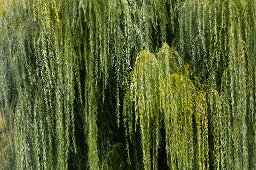 A Weeping Willow tree droops its branches with blue sky above.