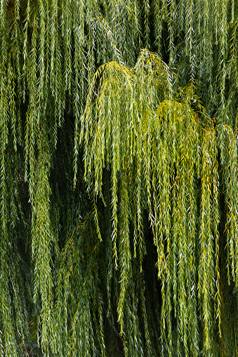 Curtain from the hanging branches of a weeping willow, whose leaves are turning autumn colors, in the back light in front of a lake in autumn