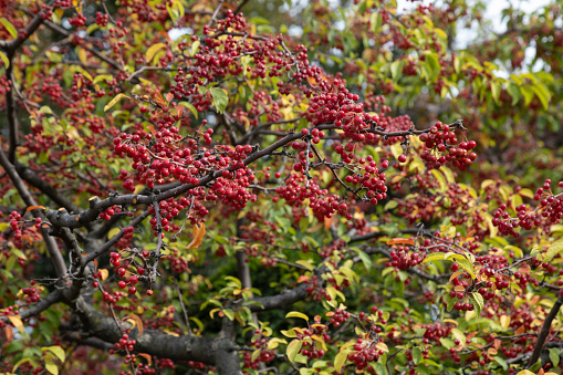 Beautiful red Rowan on the green branches of trees in cloudy weather