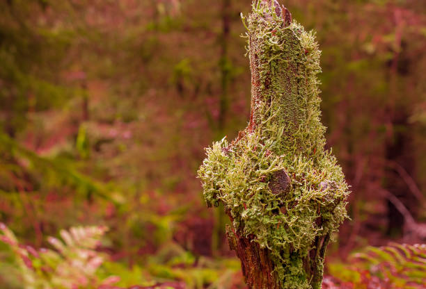 Tree branch in the forest covered by moos,UK