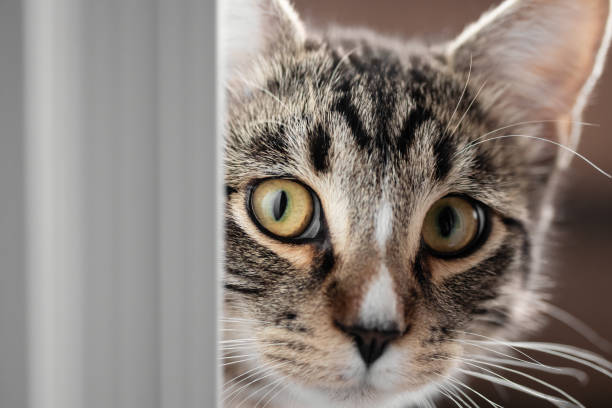 istock Cute young cat peeking out from behind the door 1448020235