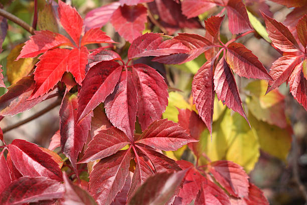 istock Colors of Autumn 2 144802024