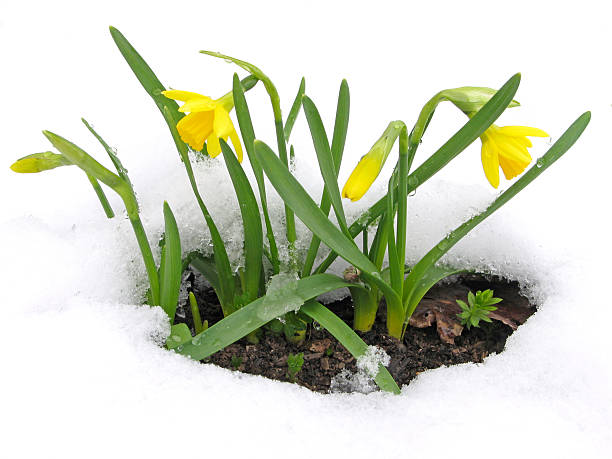 Daffodils blooming through the snow stock photo