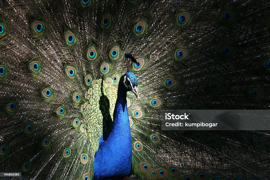 Peafowl - Foto de stock de Animal libre de derechos