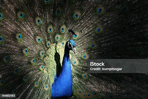 Peafowl Foto de stock y más banco de imágenes de Animal - Animal, Animal macho, Azul