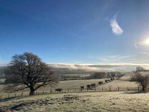 istock Dawn in winter over frost covered countryside with large ancient trees 1448022213