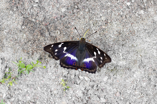 Beautiful butterfly Apatura iris with a blue tint on the wings.