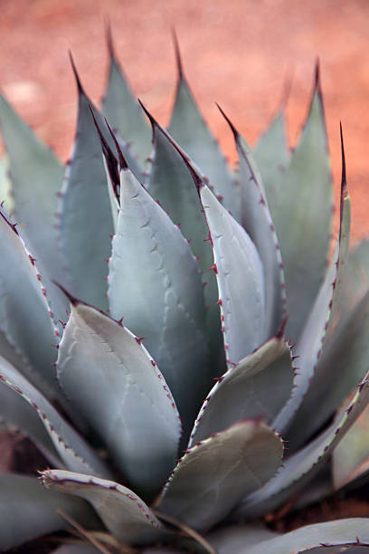 istock Agavaceae Family Desert Plant, Agave 144802433