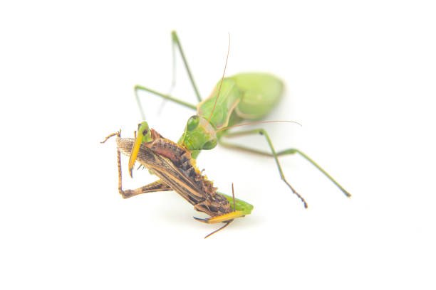 istock praying mantis eats a grasshopper close-up on a white background. Hunting in the world of insects. Prey for eating insects 1448024615