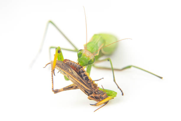 istock praying mantis eats a grasshopper close-up on a white background. Hunting in the world of insects. Prey for eating insects 1448026429