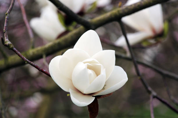 istock White magnolia flower in blossom on the tree. Close up 1448027473
